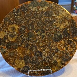 Ammonite Fossil Round Display